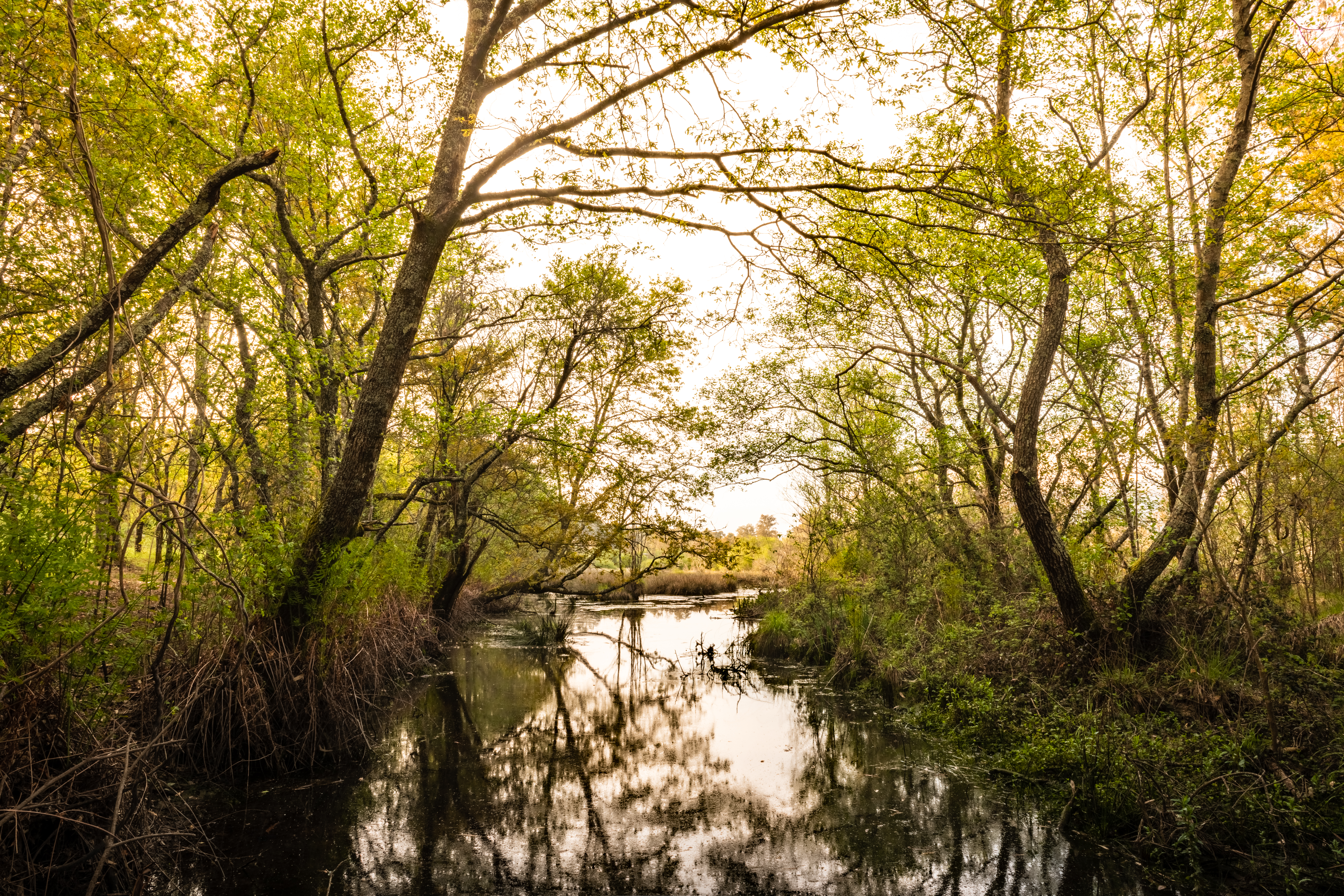 Marais poitevin